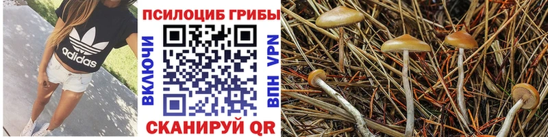 блэк спрут ССЫЛКА  Динская  Галлюциногенные грибы ЛСД  даркнет сайт 